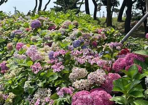 太宗台 繡球花|*韓國釜山旅遊